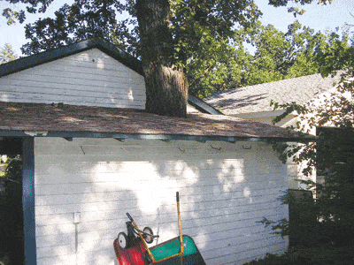 tree.gif