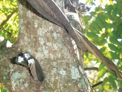 tree.jpg