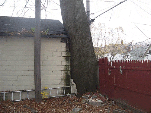 Tree.gif