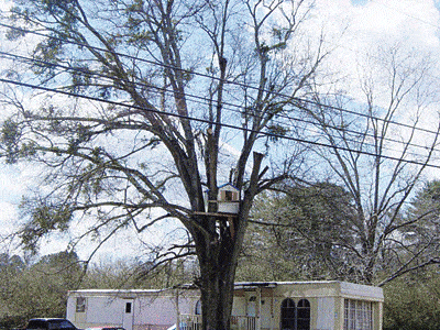 Treehouse.gif