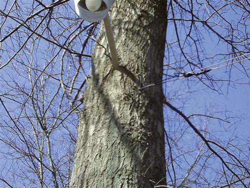 View-of-yard-light.jpg