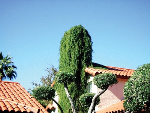 vines.jpg