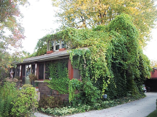 Vines1.jpg
