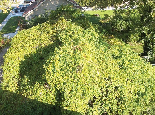 Vines2.jpg