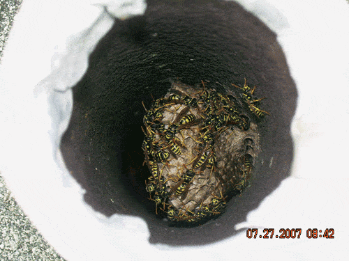 wasps.gif